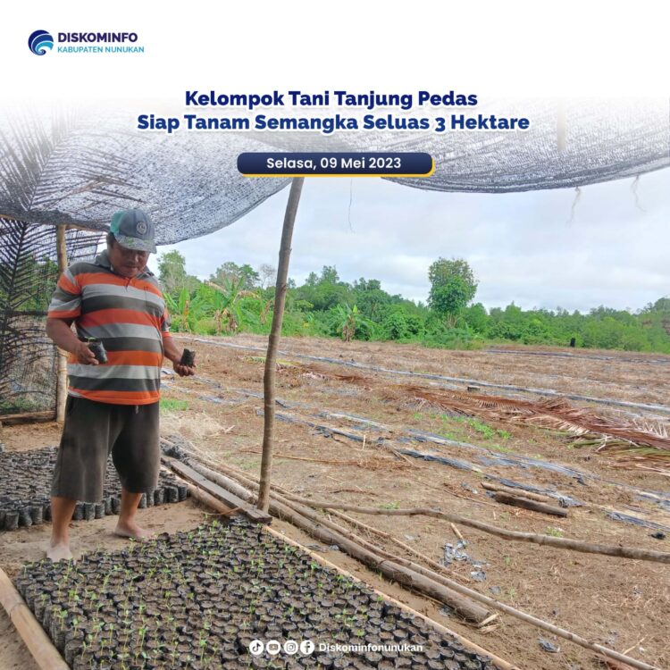Tiga Hektar Lahan Siap Ditanami Semangka Kelompok Tani Tanjung Pedas
