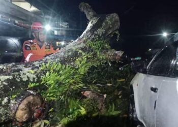 Tim Rescue Pemadam Kebakaran Evakuasi Pohon Mangga Yang Tumbang