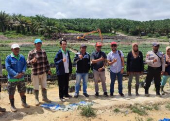 Pengawasan DKPP Terkait Penyebaran Benih Kelapa Sawit pada Perusahaan Besar Swasta Di Kabupaten Nunukan