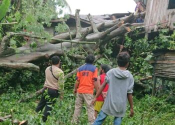 BPBD Turunkan Personil Evakuasi Pohon Tumbang Yang Menimpa Rumah Warga