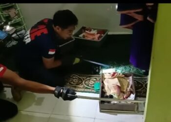 Damkar Evakuasi Ular Cobra Jawa Yang Masuk Ke Rumah Warga