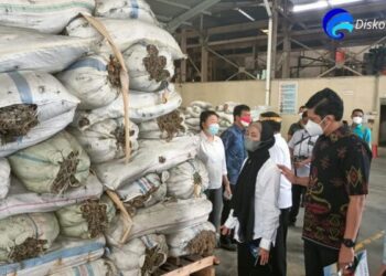 Bupati Nunukan Bersama Gubernur Kaltara Kunjungi Pabrik Rumput Laut