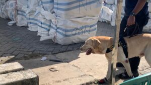 Aksi anjing K9 Bea Cukai memeriksa ballpress kontainer yang diduga milik HSB (Foto: Rizky/CAKRANEWS)