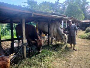 Penjual sapi Pak Soleh