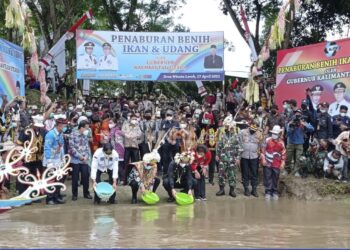 Gubernur Kaltara Pimpin Prosesi Penaburan Benih Ikan dan Udang di Sungai Malinau