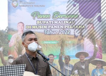 Panen Padi Bersama, Bupati Beri Apresiasi Kelompok Tani Arur Lam