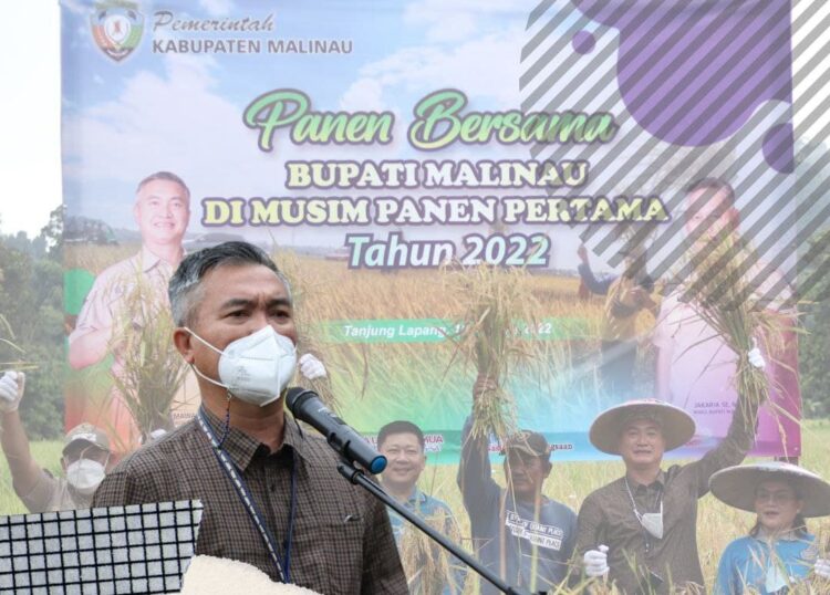 Panen Padi Bersama, Bupati Beri Apresiasi Kelompok Tani Arur Lam