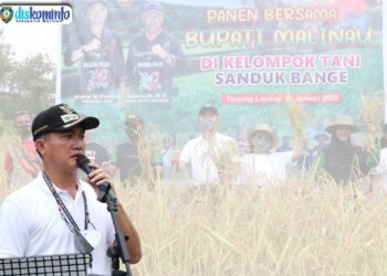 Bupati Panen Bersama Dengan Kelompok Tani Sanduk Bange