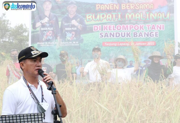 Bupati Panen Bersama Dengan Kelompok Tani Sanduk Bange