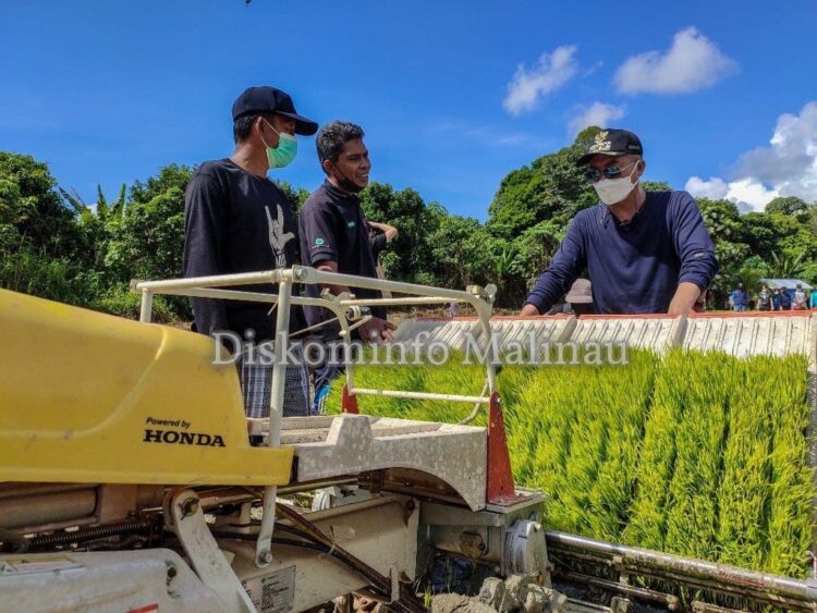 Masuk Musim Tanam, Bupati Tanam Padi Perdana Bersama Petani