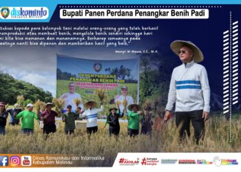 Bupati Panen Perdana Penangkar Benih Padi
