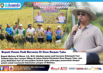 Bupati Panen Padi Bersama Di Desa Respen Tubu