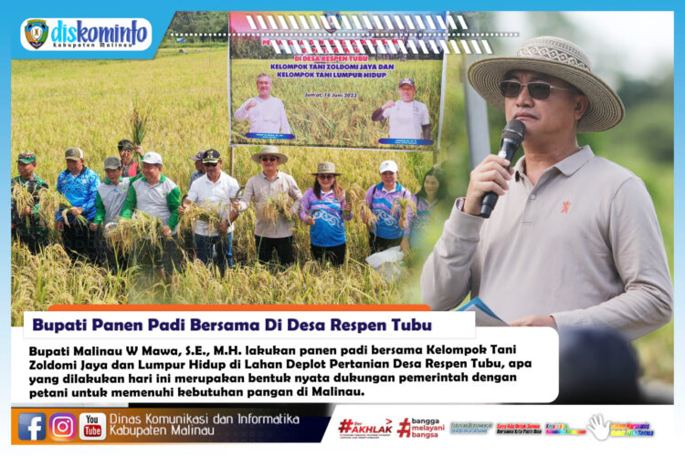 Bupati Panen Padi Bersama Di Desa Respen Tubu