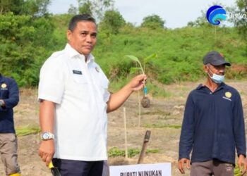 10 Ribu Bibit Pisang Barangan Tersalurkan Untuk Petani Kecamatan Nunukan Selatan