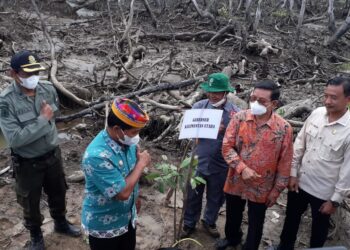 Mangrove Desa Ardi Mulyo Bagian Pengembangan Potensi Kaltara