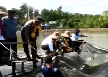 Gunakan Jala, Wabup H. Hanafiah Panen Perdana Ikan Bandeng di Tambak Latih SMKN 1 Nunukan