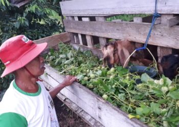 Tak Lekang oleh Usia, Mbah Pangat Tetap Semangat Mengurus Kambingnya