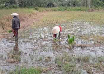 Hujan Deras Semalam, Sawah Digenangi Banjir, Petani Bersabar