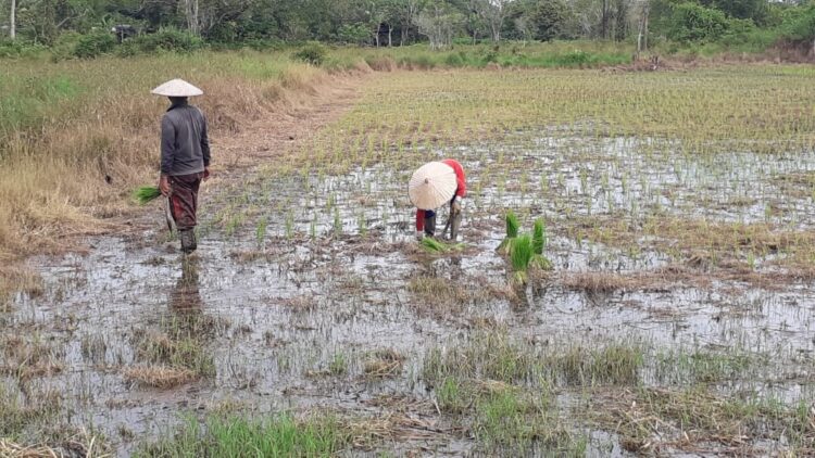 Hujan Deras Semalam, Sawah Digenangi Banjir, Petani Bersabar