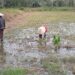 Hujan Deras Semalam, Sawah Digenangi Banjir, Petani Bersabar