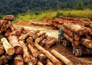 Polda Riau Ringkus Mafia Kayu ‘Anak Jenderal’