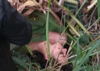 Temuan Jasad NK (14) di Tengah Hutan Samboja, Hebohkan Warga Kaltim