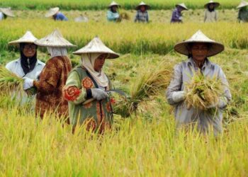 Ketua KTNA Tarakan Sebut Petani Butuh Pelatihan Peningkatan SDM