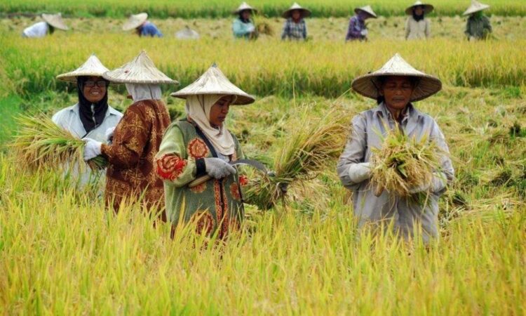 Ketua KTNA Tarakan Sebut Petani Butuh Pelatihan Peningkatan SDM