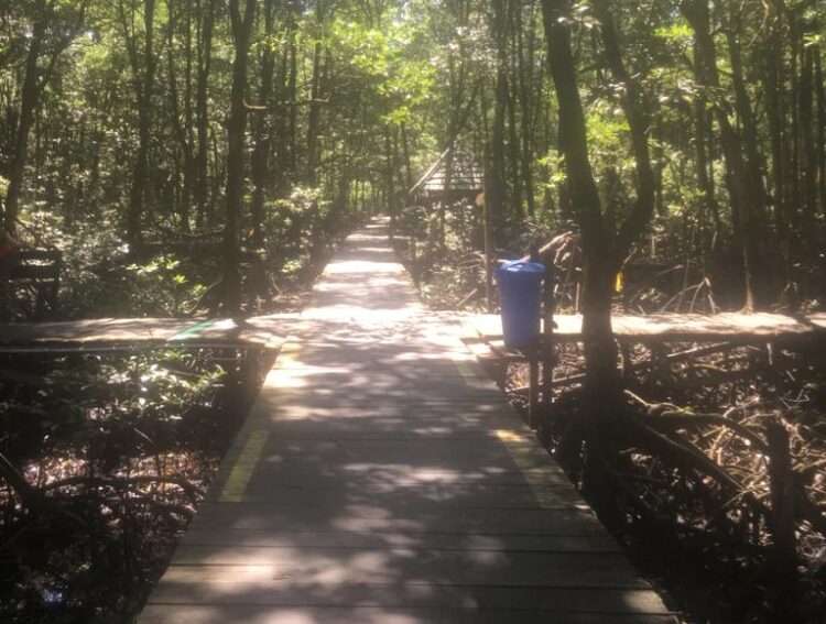 Omzet Obyek Wisata Hutan Mangrove Menurun Akibat Covid-19