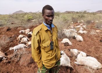 Kambing, Domba dan Mata Pencaharian Hilang karena Banjir dan Cuaca Dingin di Kenya Utara