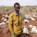 Kambing, Domba dan Mata Pencaharian Hilang karena Banjir dan Cuaca Dingin di Kenya Utara