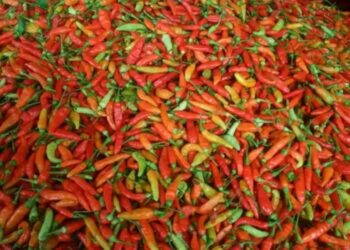 Harga Cabai Naik Lagi, Pemilik Warung Makan Pusing