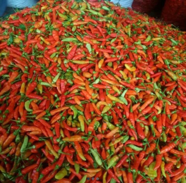 Harga Cabai Naik Lagi, Pemilik Warung Makan Pusing