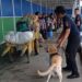 Bea Cukai Kerahkan Anjing K9 Cegah Peredaran Narkoba di Nunukan