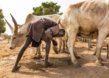 Suku Mundari punya tradisi unik keramas memakai air kencing sapi. (FOTO : Grid.id)