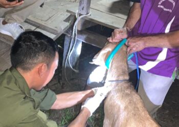 Tim Balai Veteriner Banjarbaru memeriksa hewan ternak milik warga (Foto: Ade/CAKRANEWS)