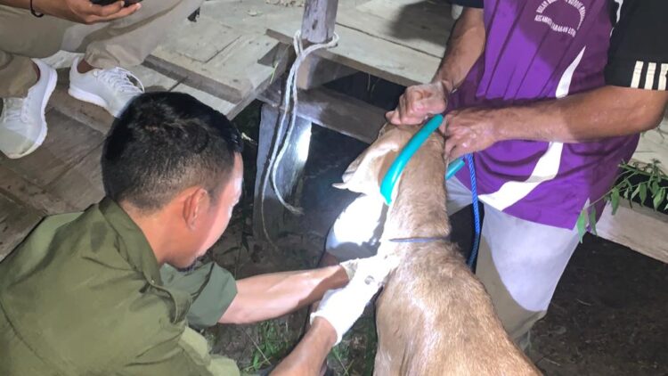 Tim Balai Veteriner Banjarbaru memeriksa hewan ternak milik warga (Foto: Ade/CAKRANEWS)