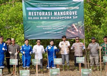 Peringati Hari Pohon Nasional, JOB Simenggaris Tanam 50.000 Mangrove