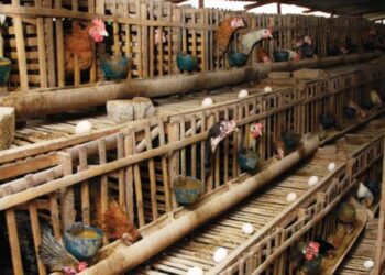 Ilustrasi kandang ayam