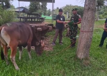 Idul Adha 2024, Pemkab Nunukan Serahkan 8 Ekor Sapi Kurban