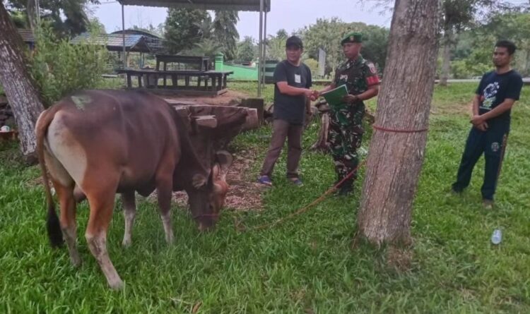 Idul Adha 2024, Pemkab Nunukan Serahkan 8 Ekor Sapi Kurban