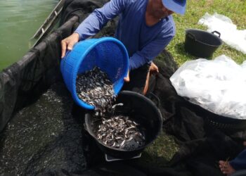 Kampung Budidaya Perikanan KKP (Foto: KKP)