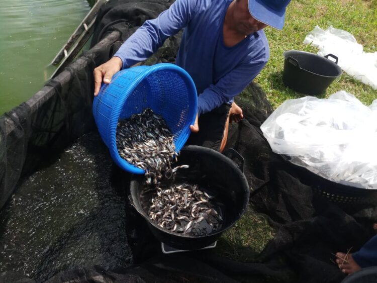 Kampung Budidaya Perikanan KKP (Foto: KKP)