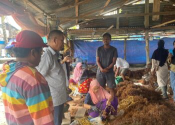 Pemprov Kaltara Tak Punya Solusi Masalah Rumput Laut, SULTON Siap Selesaikan!