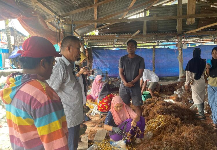 Pemprov Kaltara Tak Punya Solusi Masalah Rumput Laut, SULTON Siap Selesaikan!