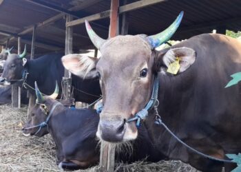 Jelang Idul Adha Penjualan Sapi Meningkat, Pedagang Bandrol Harga Mulai Rp20 Juta