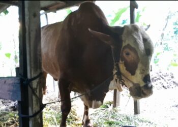 Sempat Mau Dibeli Presiden Jokowi, Sapi Terberat di Tarakan Bobot 1,3 Ton Sudah Terjual