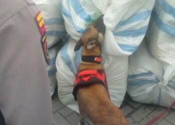 Anjing K9 mengendus barang yang diduga berisi narkoba (Foto: Rizky/CAKRANEWS)