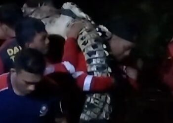 Warga Dihebohkan Kemunculan Buaya di Parit Tengah malam, Dua Petugas Terluka saat Evakuasi