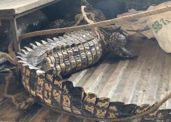 Soal Kemunculan Buaya di Parit, BKSDA Tarakan Sebut Habitatnya Terganggu